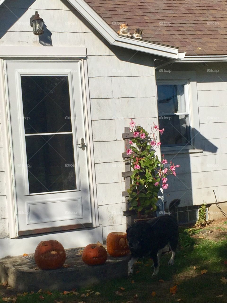 House, Home, No Person, Window, Family