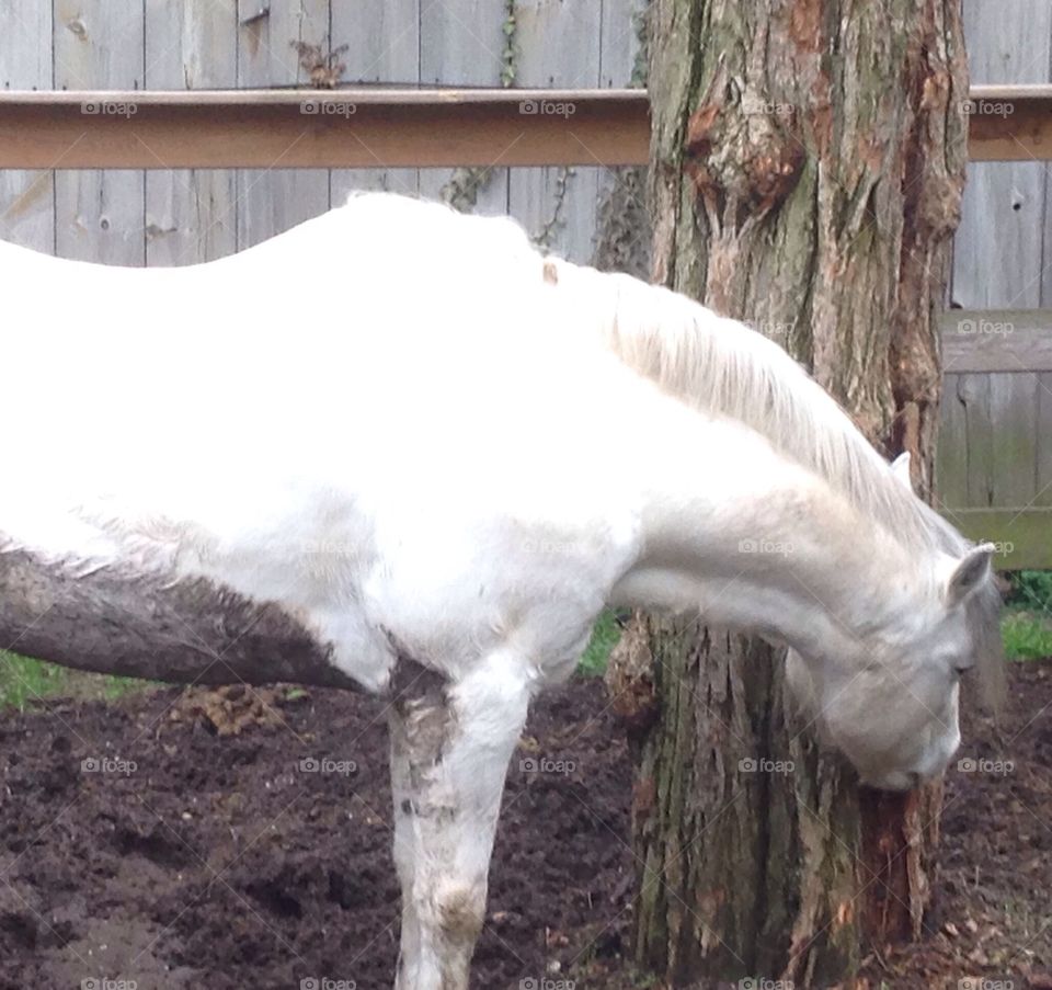 A white horse at the stable. 