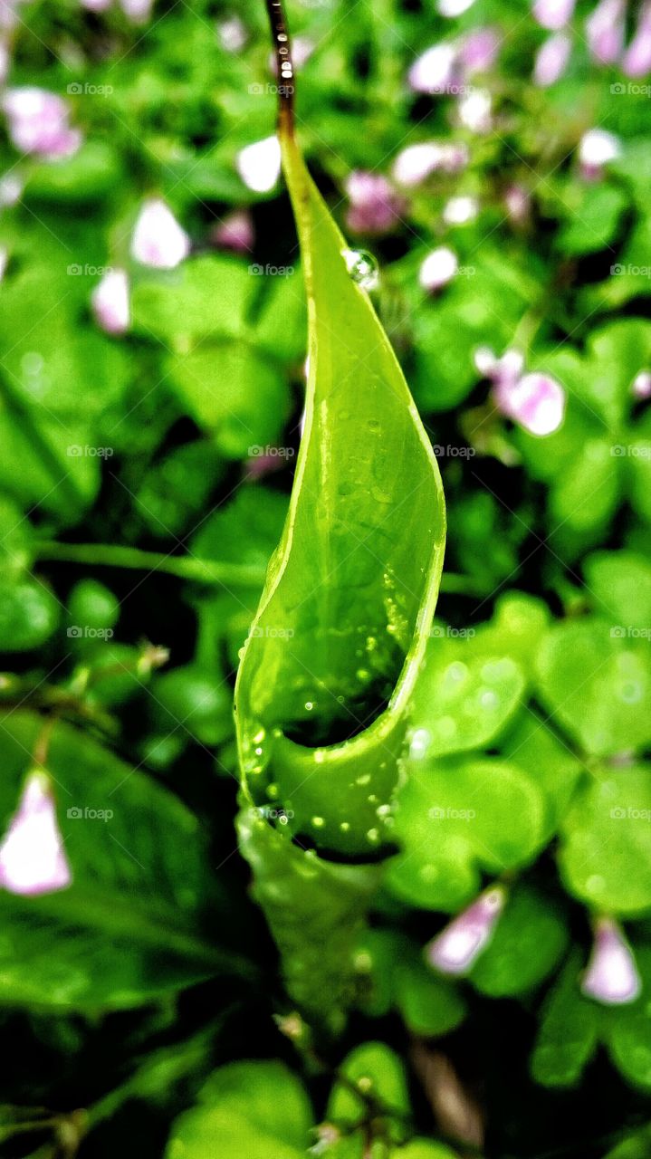 rain drops on banana leaf