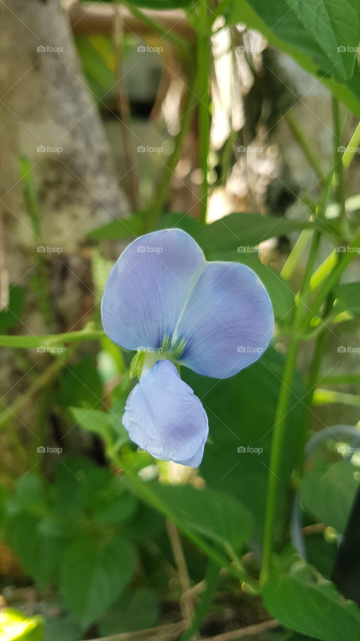nathural flower (දඹල මල් )