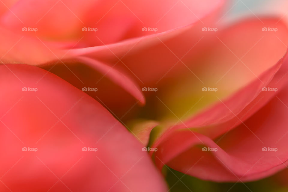 Abstract macro of a pink begonia flower