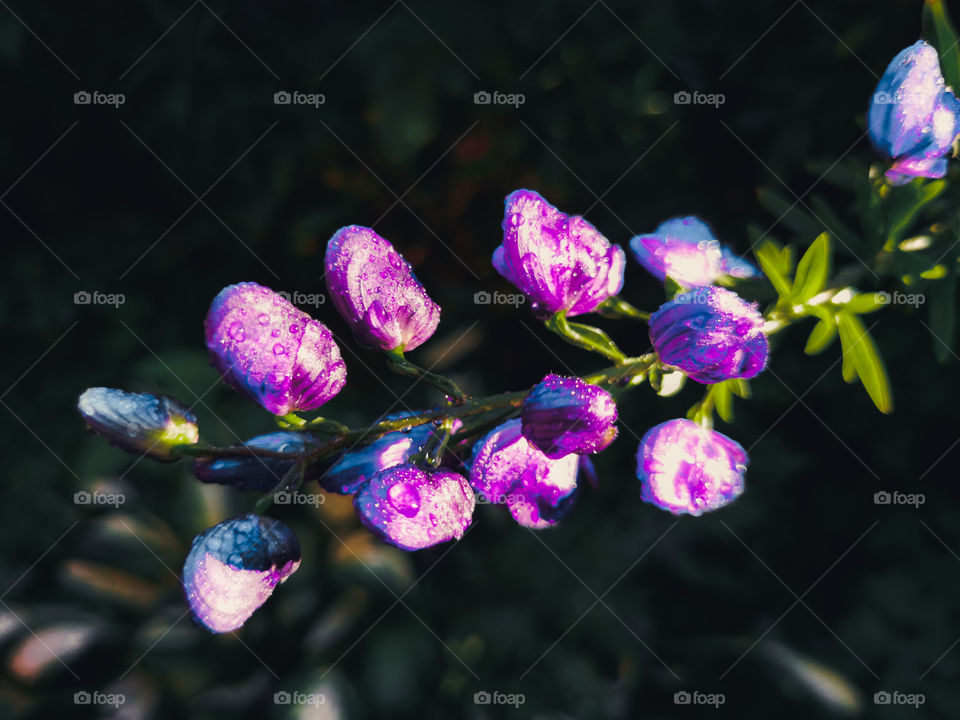 Purple flowers covered by dew