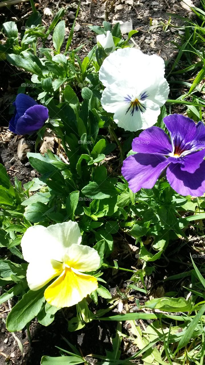 my pansies