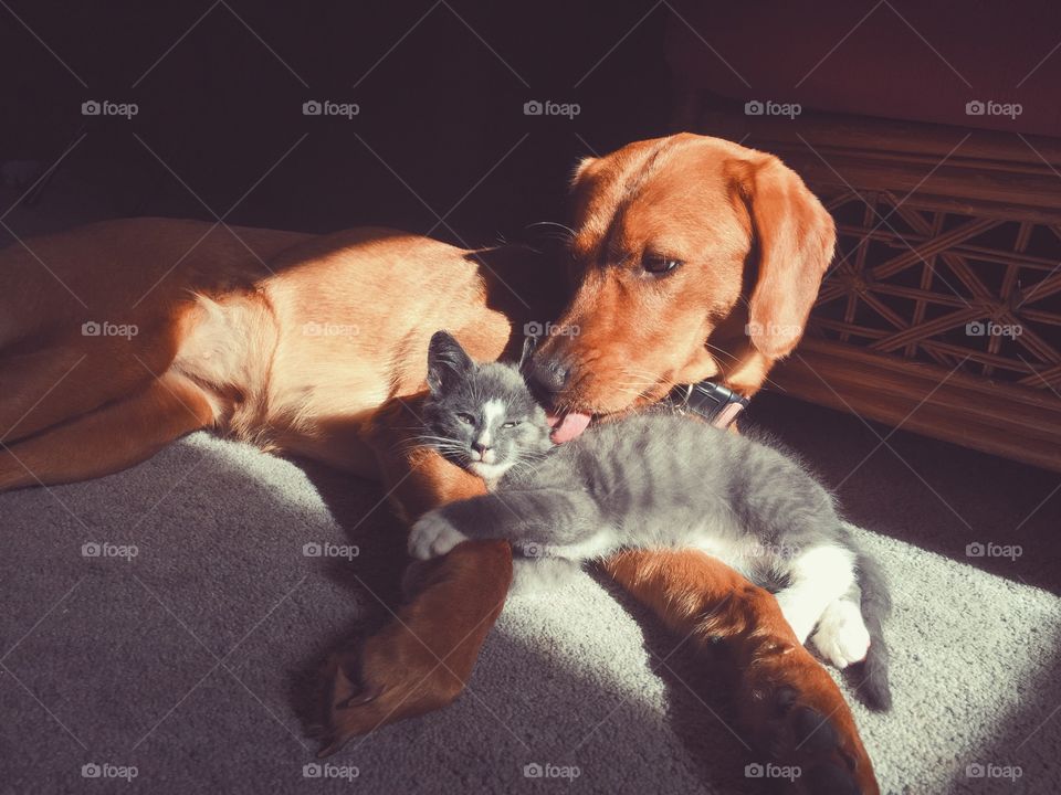 Puppy Love for the New Kitten