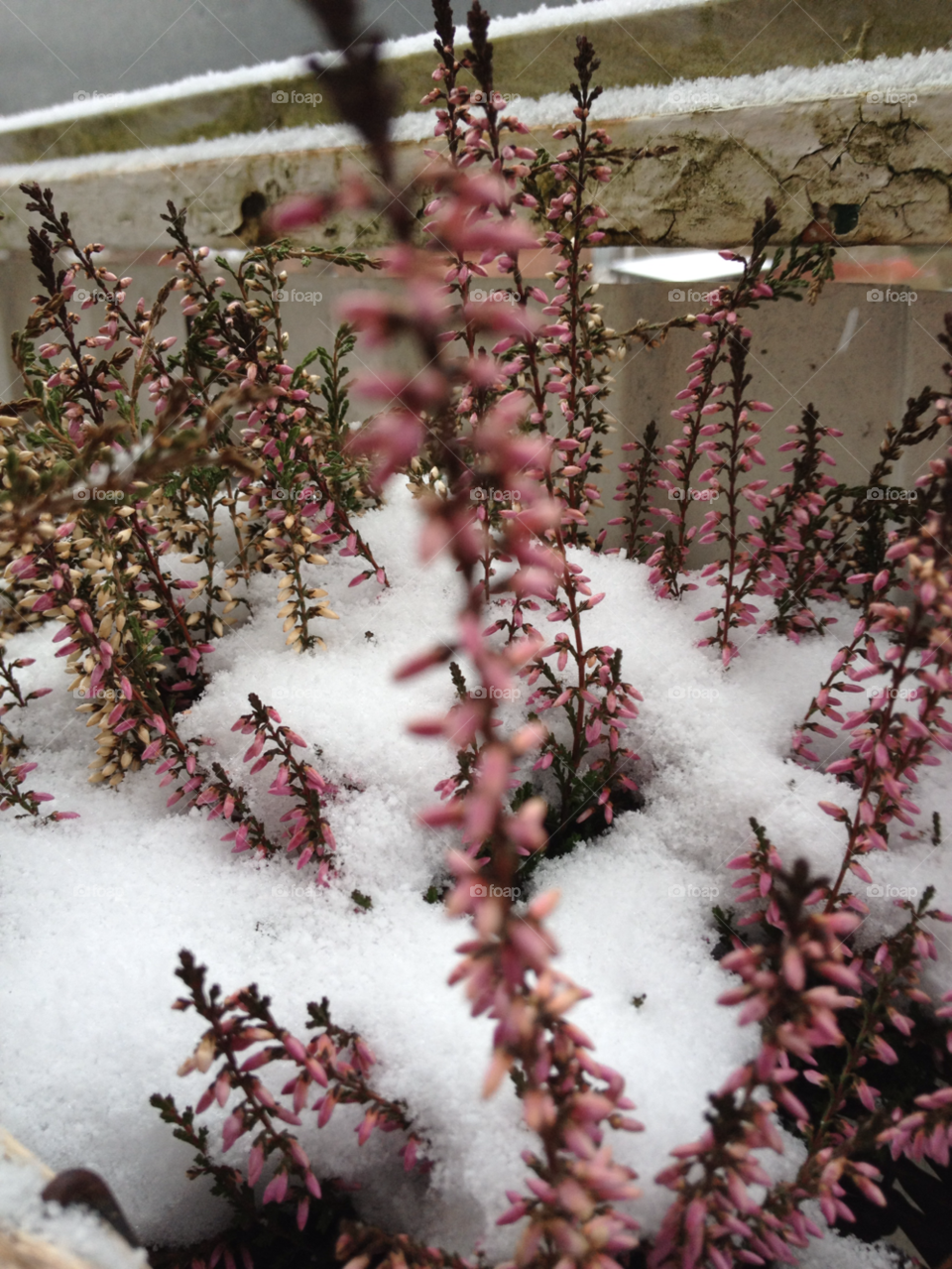 snow pink flower by liselott