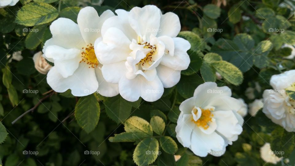 White roses