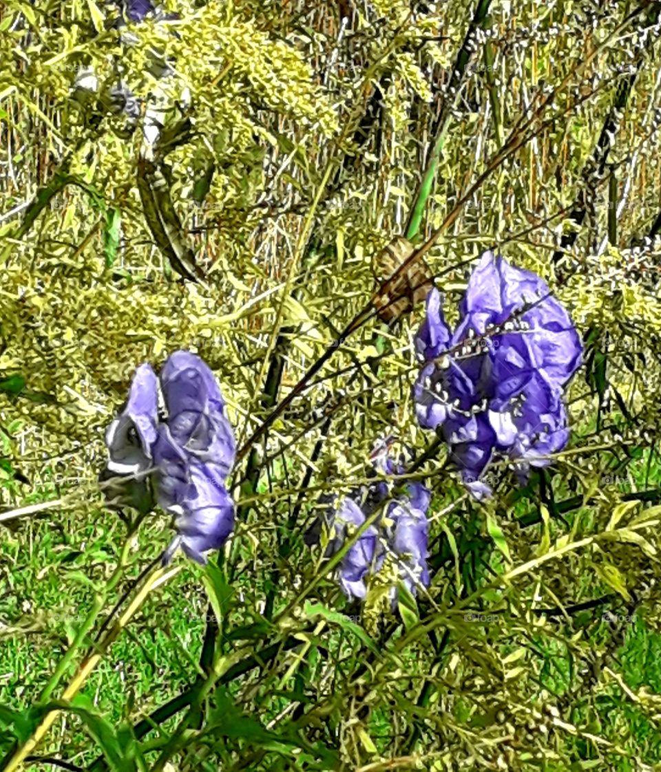 blue flowers of aconitum in the autumn garden