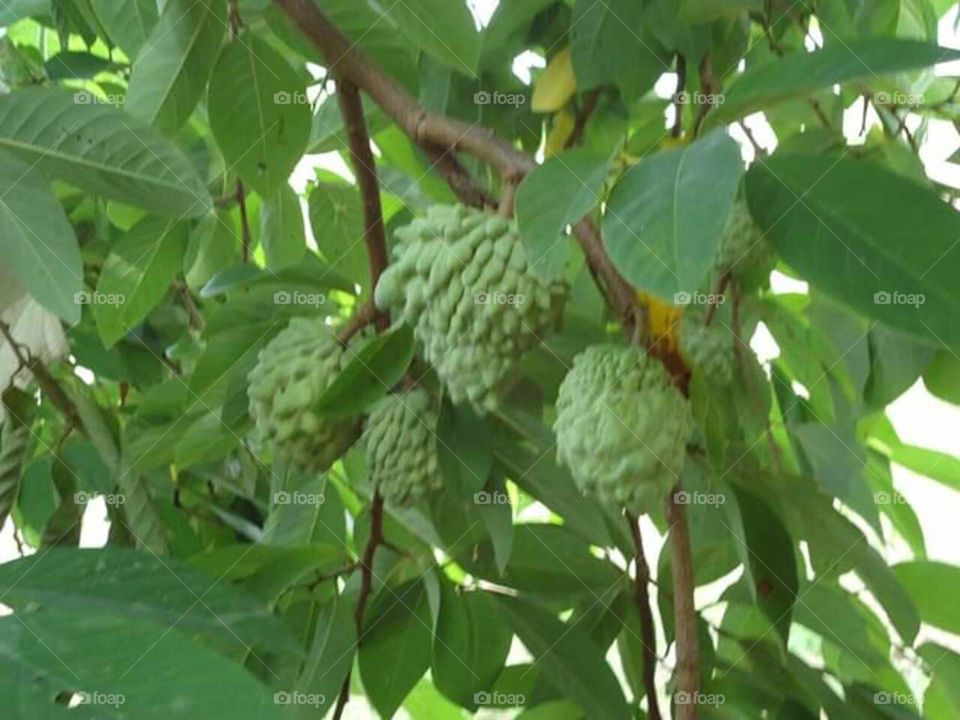 fruits