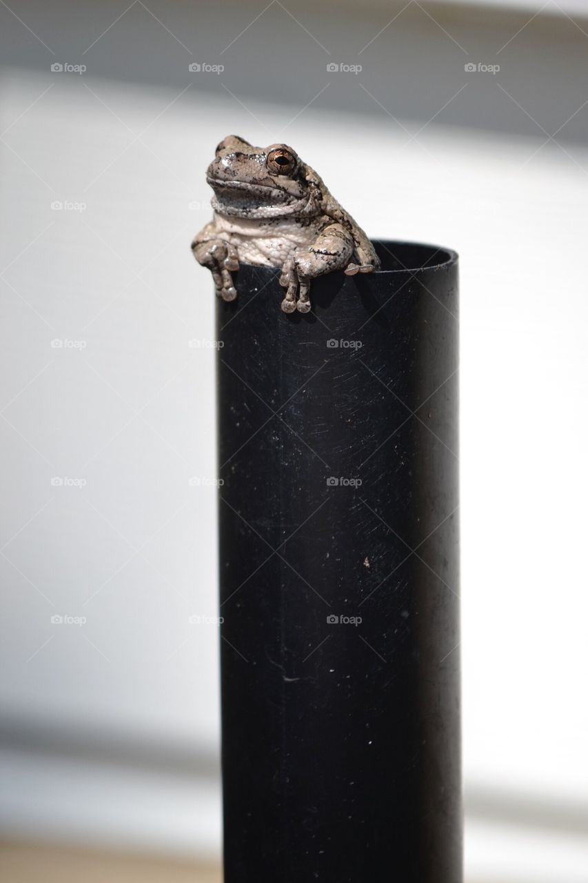 Frog in pipe