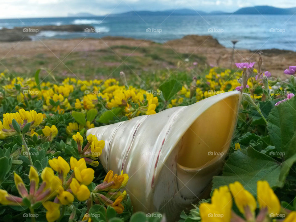 Close-up of seashell in yellow flowers
