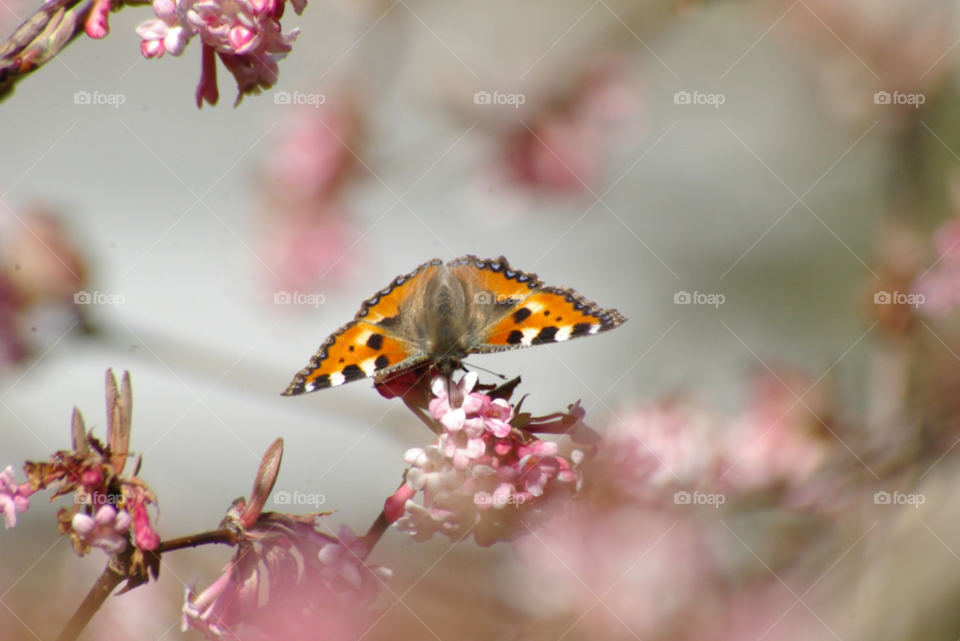 spring garden light nature by Bea