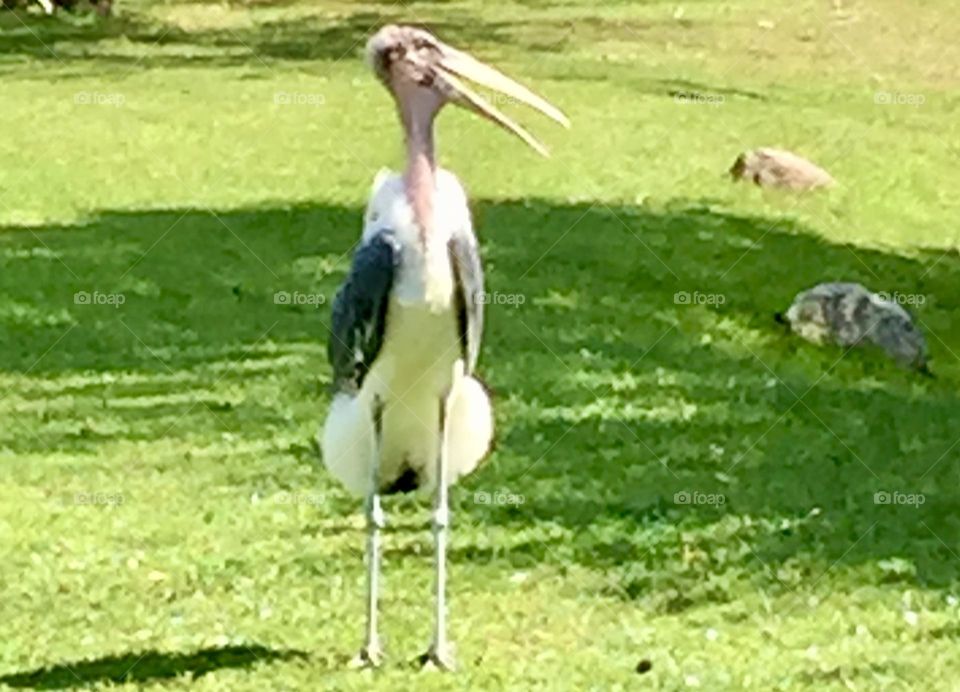 Stork Stance