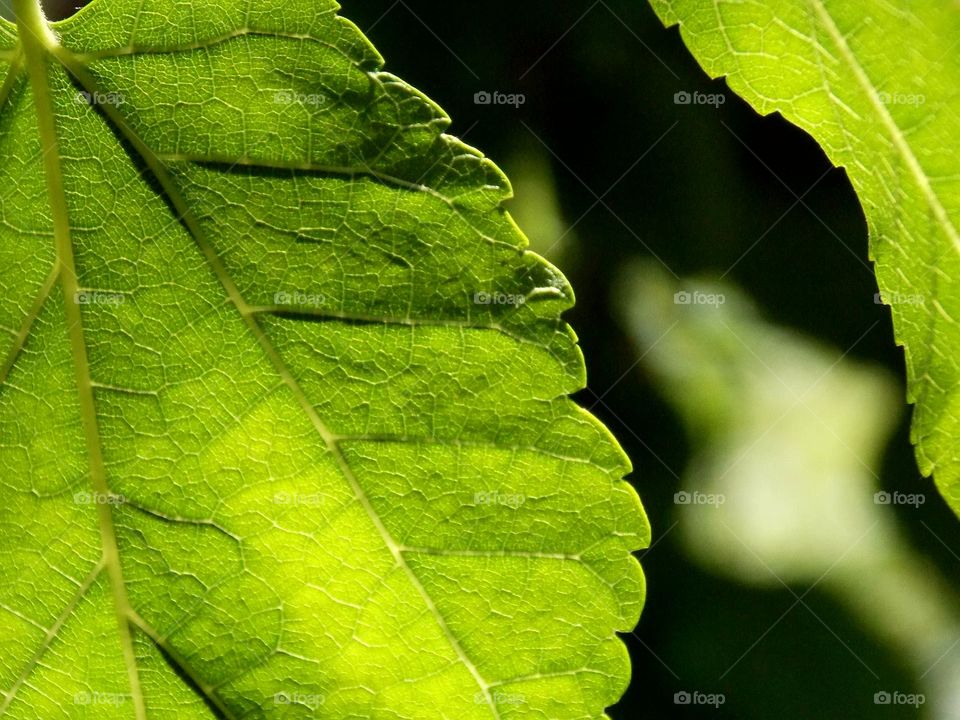 Closeup of a leaf