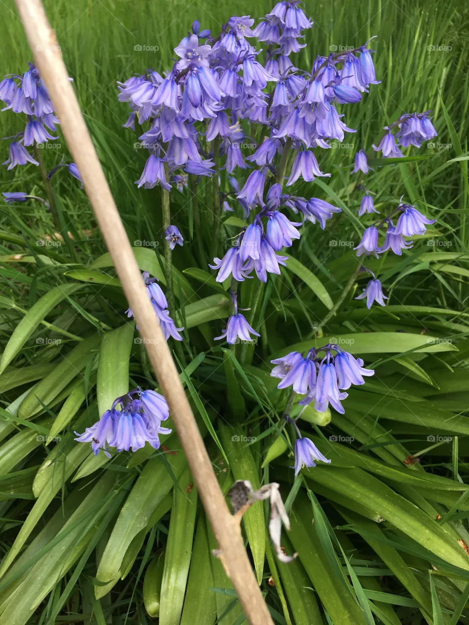 Beautiful purple flowers