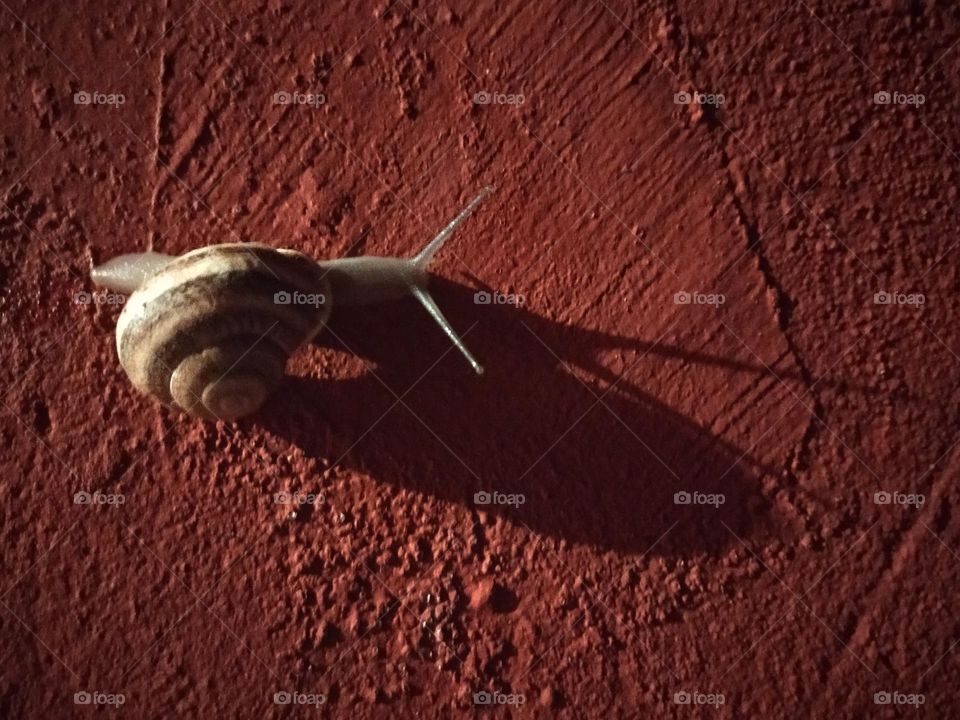 Snail in a wall at night