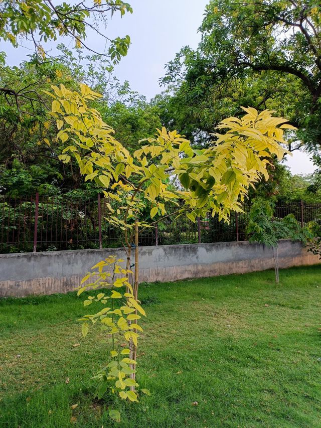 beautiful yellow trees
