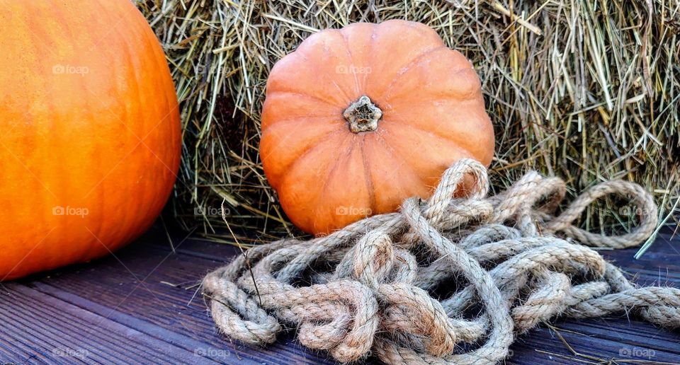 Pumpkin time 🎃 The farm 🎃 Let's celebrate 🎃