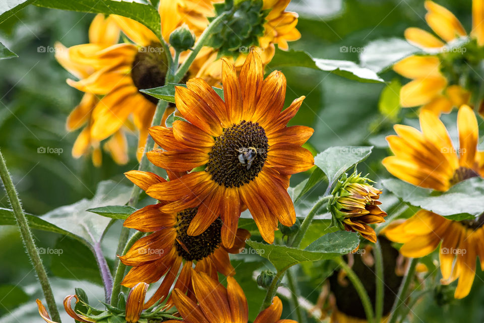 sunflowers bees and bumblebees