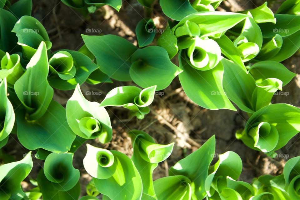 Overhead view of Lily-of-the-Valley shoots in early spring