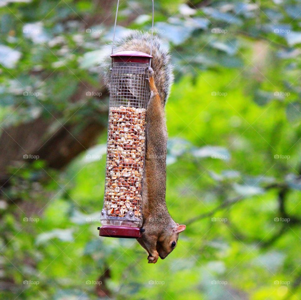 Squirrel acrobatics 