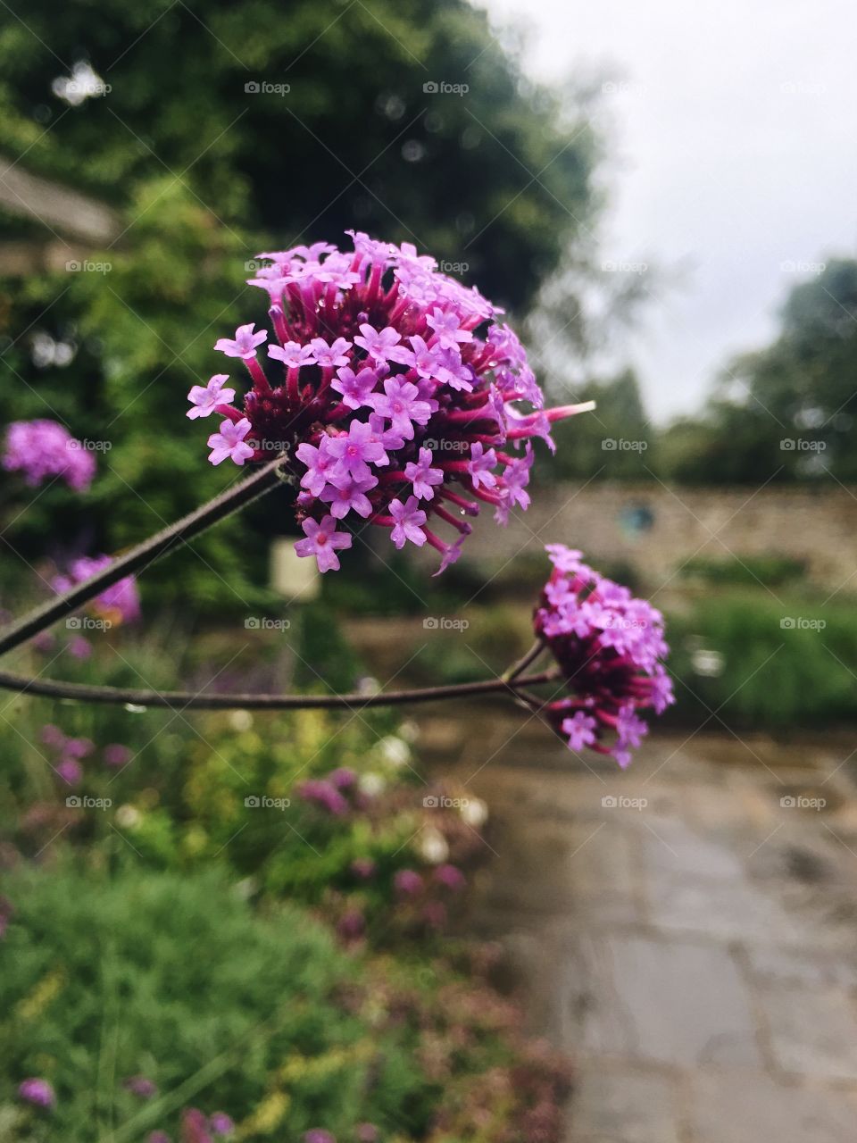 Flower, No Person, Nature, Flora, Garden