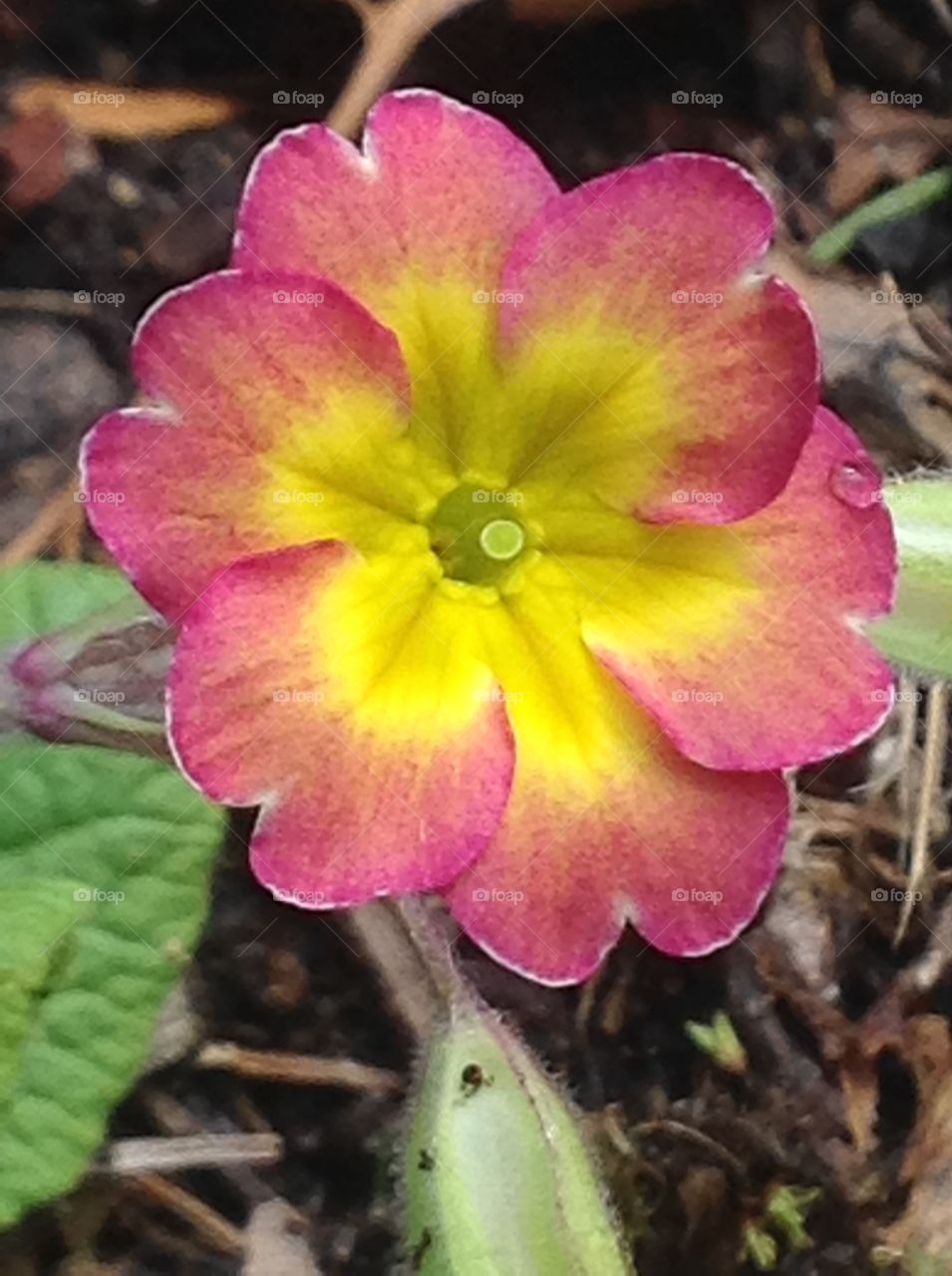 Beautiful pansy blooming in the Spring. 