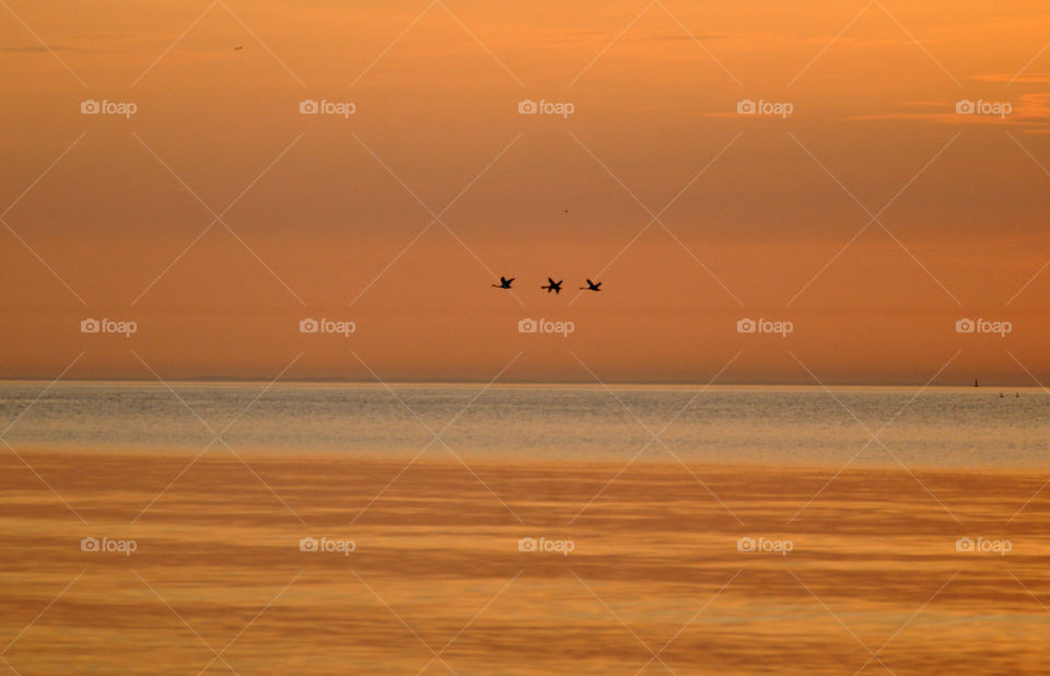 Birds flying in sky