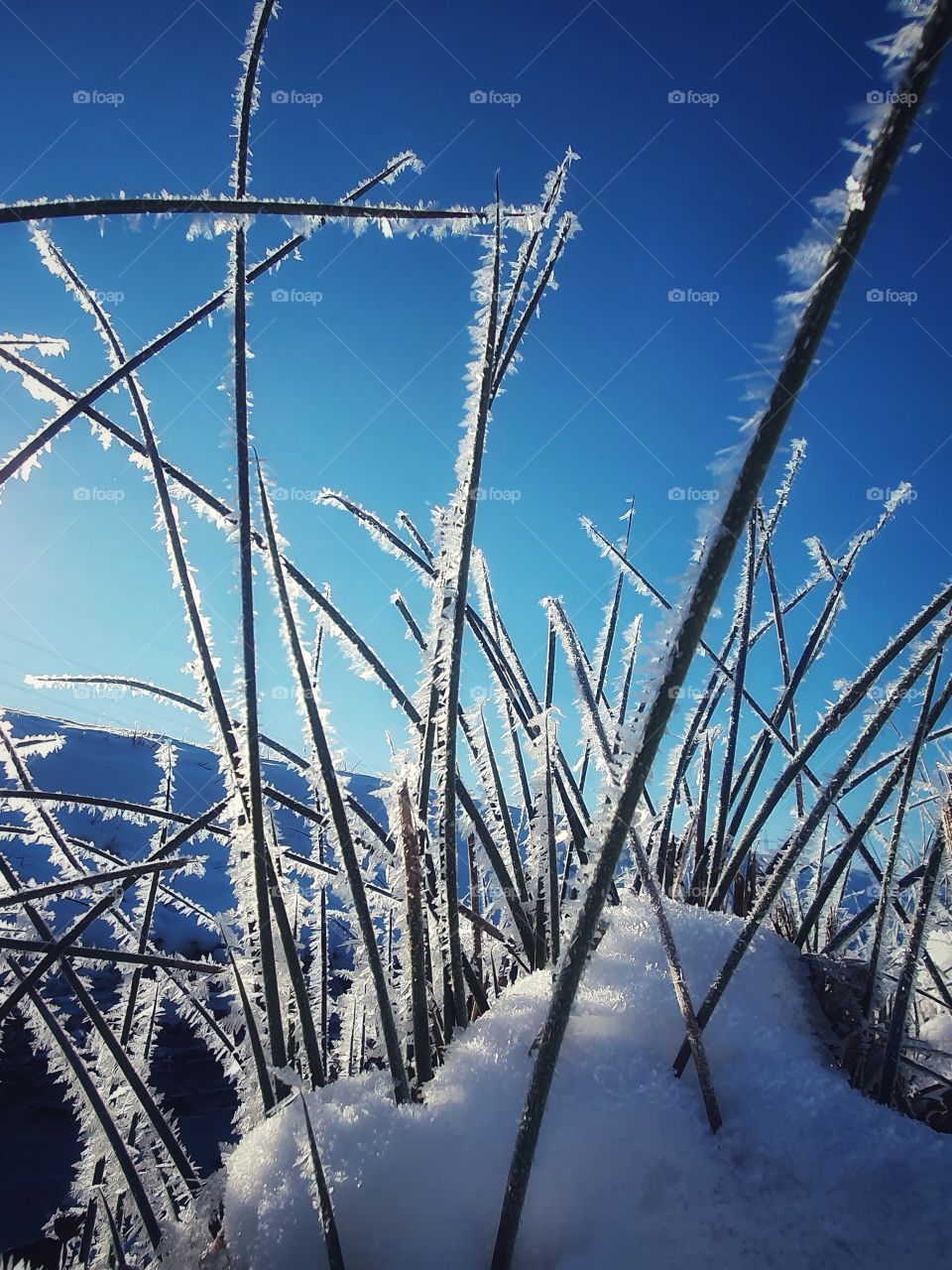 ice flowers winter scene
