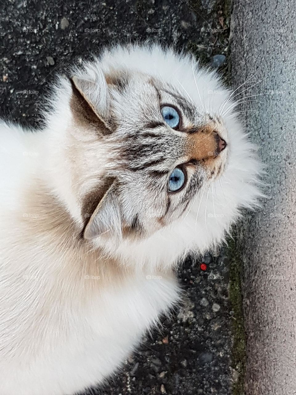 Beautiful cat