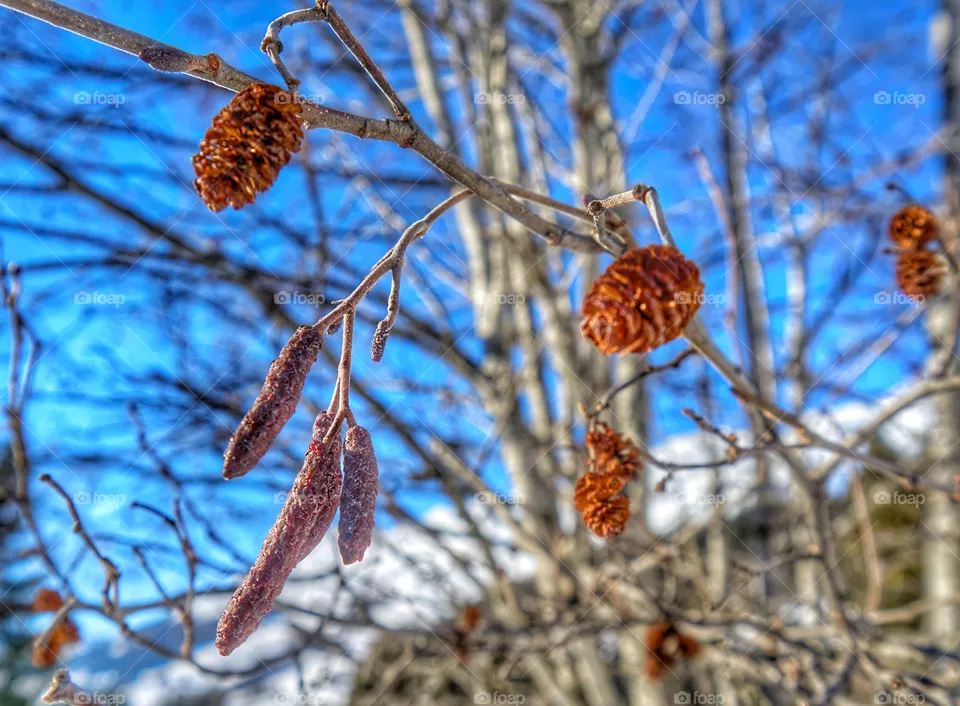 nature
