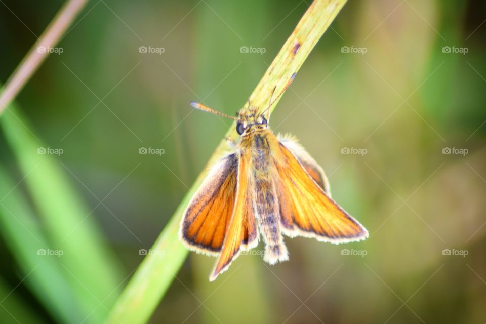 Small Skipper Butterfly