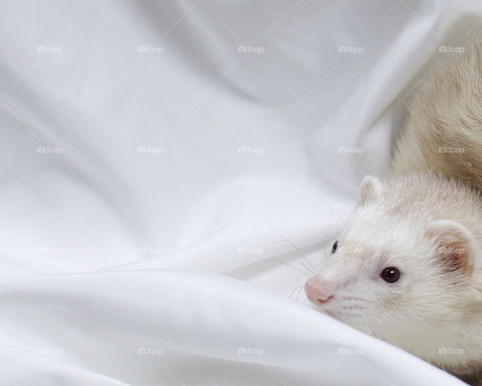 Ferret playing in a white sheet