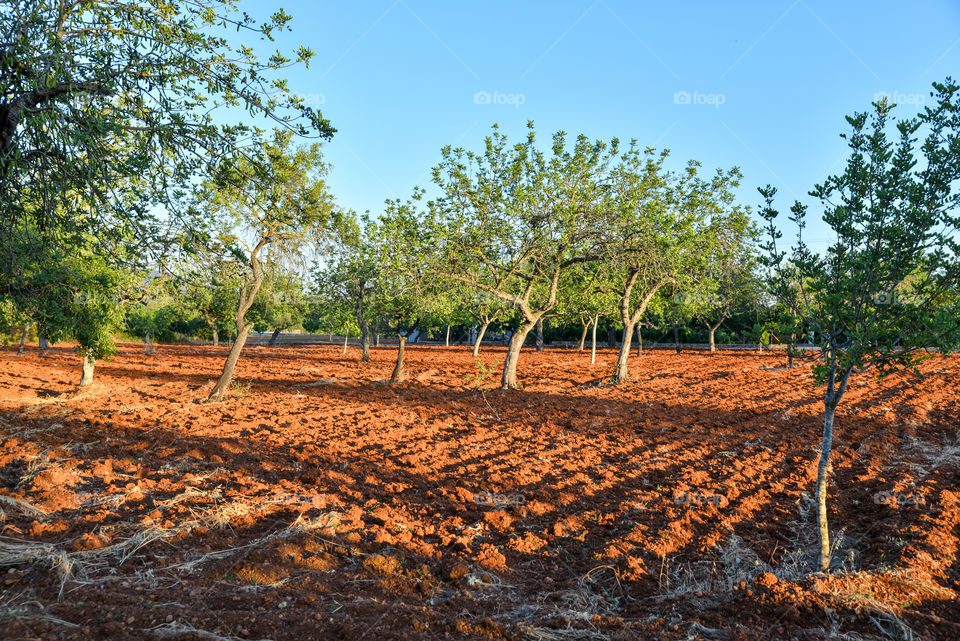 Farm in ibiza