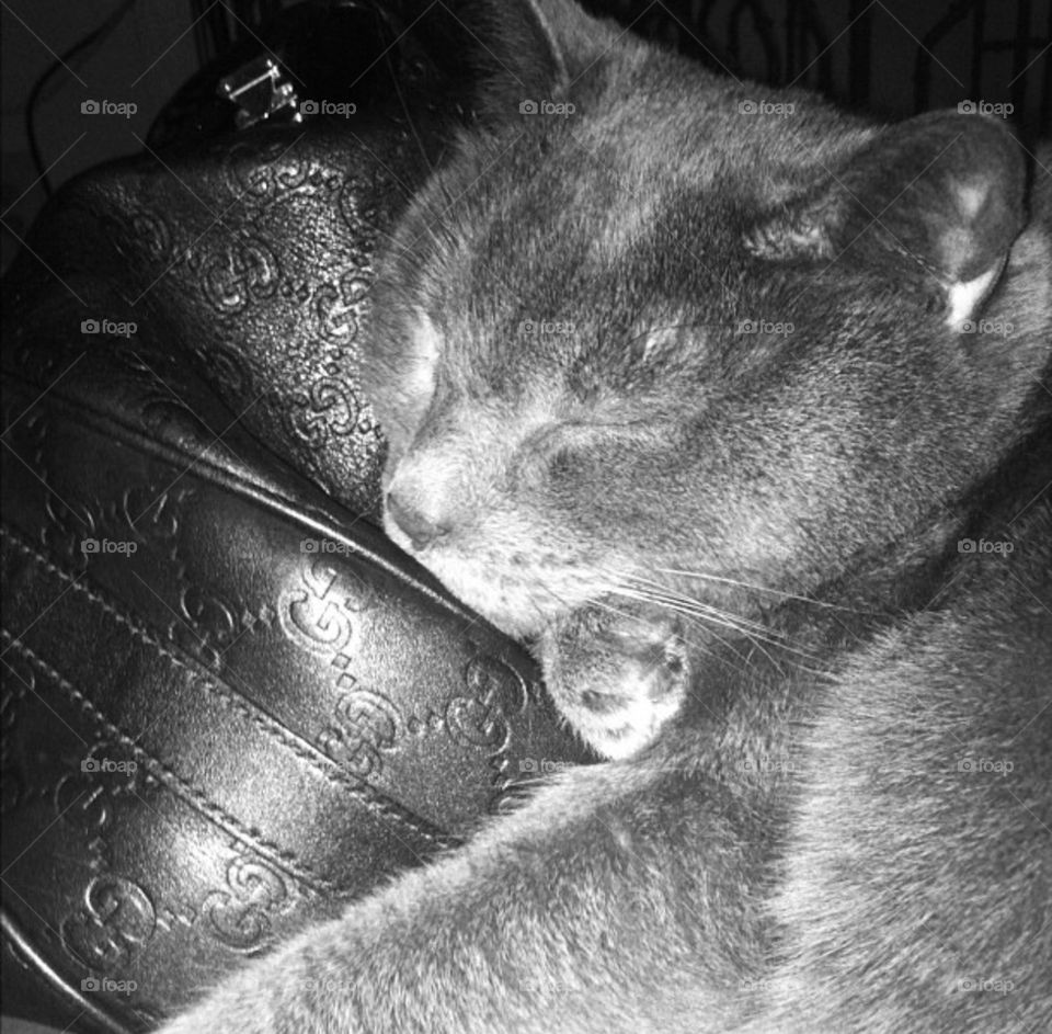 The Gucci cat takes kitty naps on quality purses 