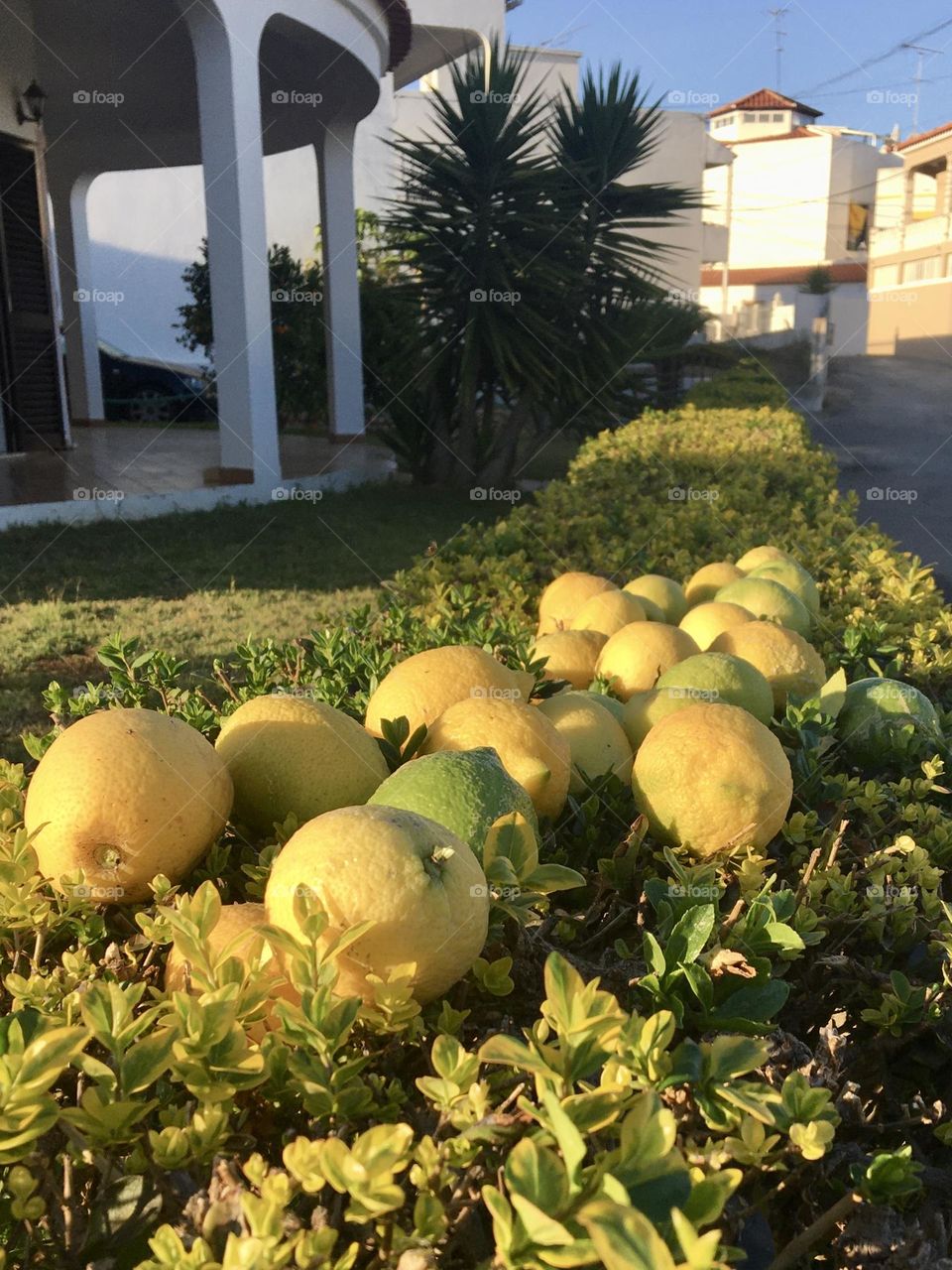 Sunny lemons on hedge