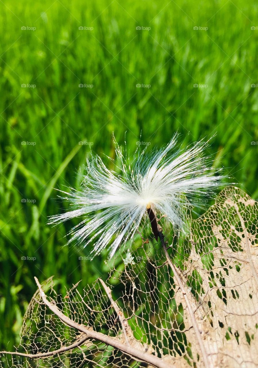 Feather flower 