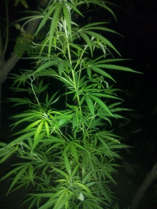 medicinal plant