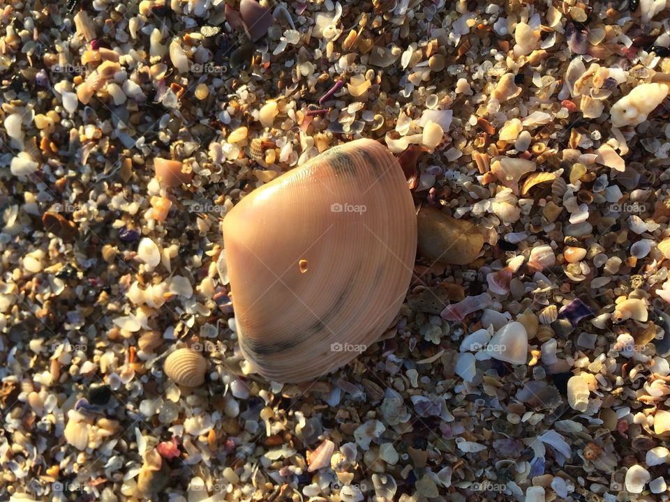 Colourful shells on the beach 