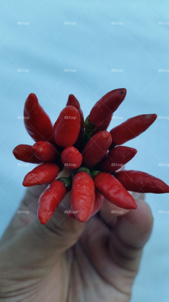 red chili