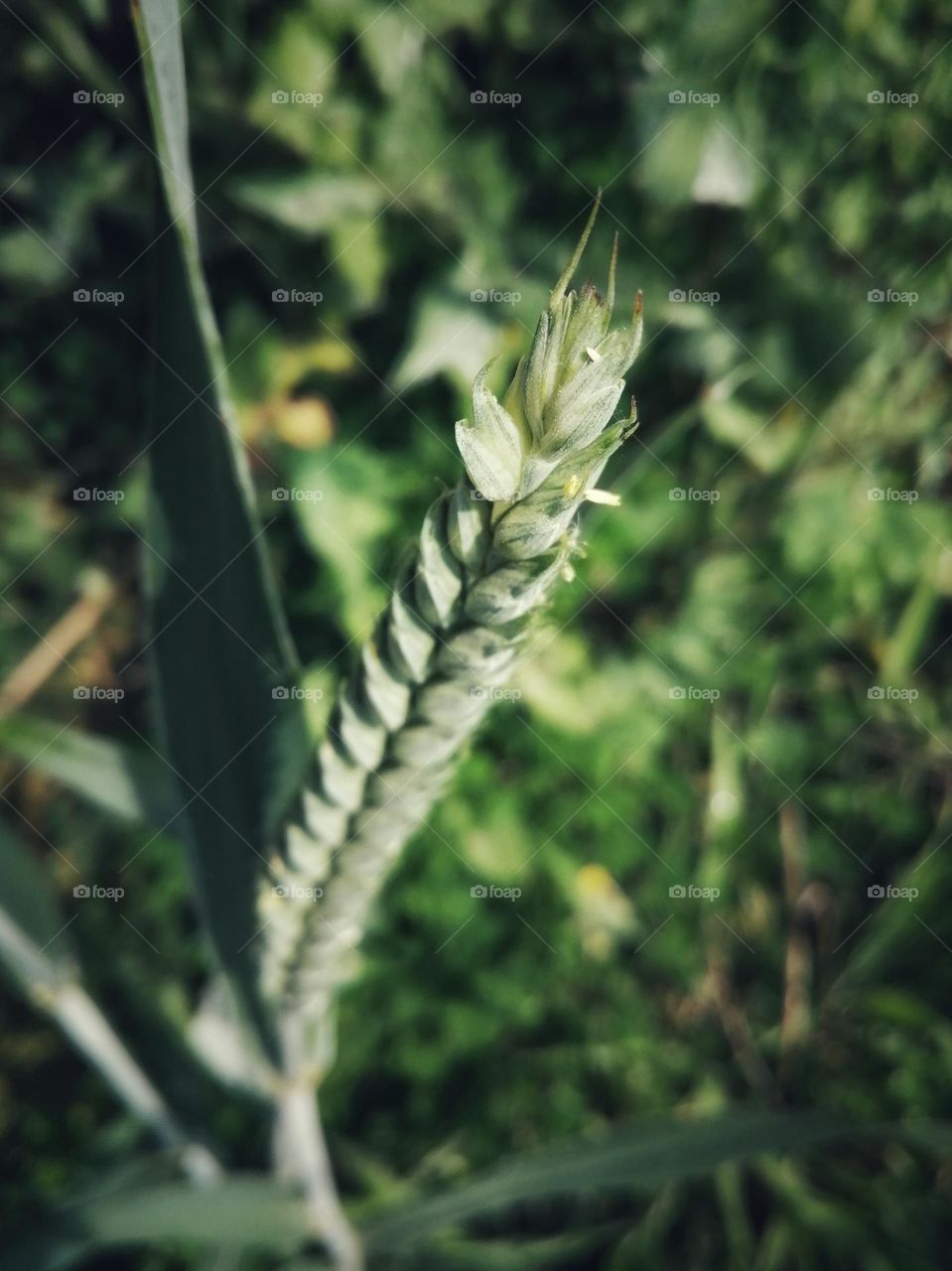 Ear of wheat