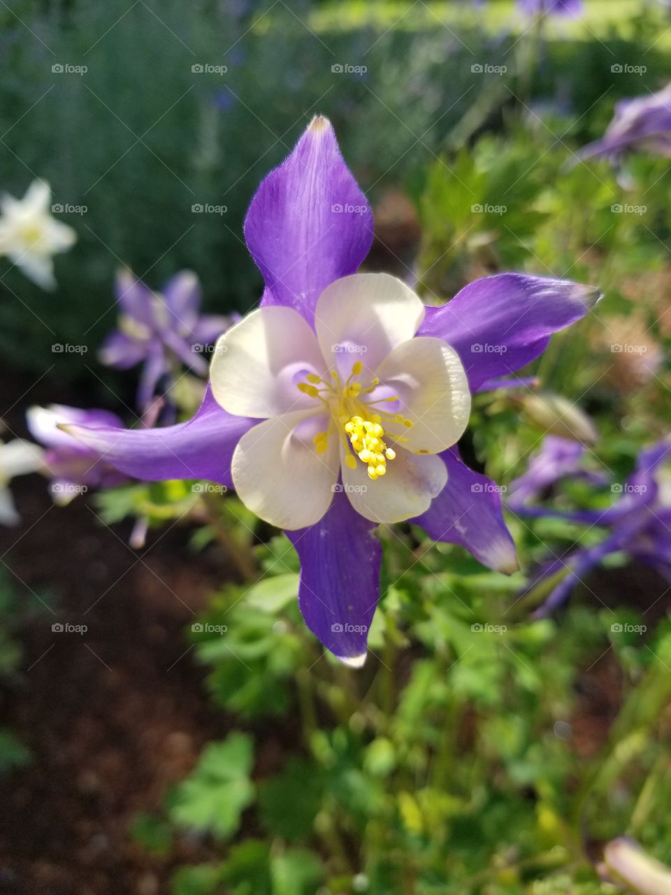 columbine