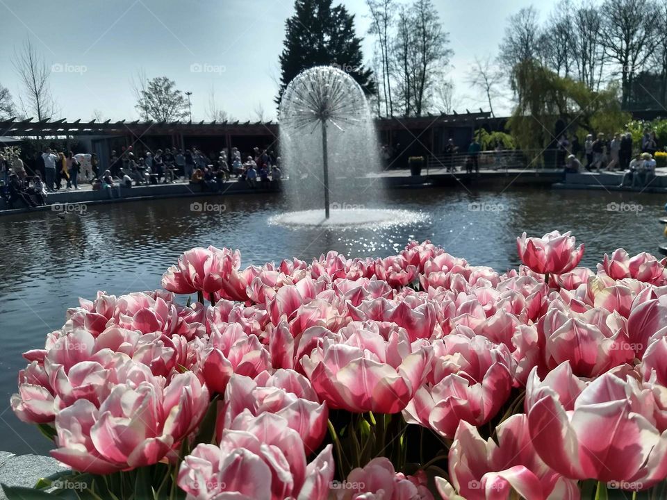 keukenhof