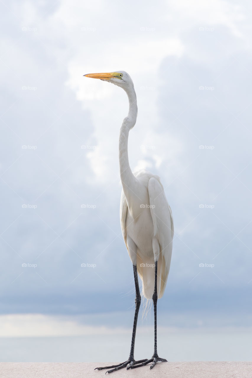 Portrait of a white Great Egret bird by the ocean, beautiful wildlife 