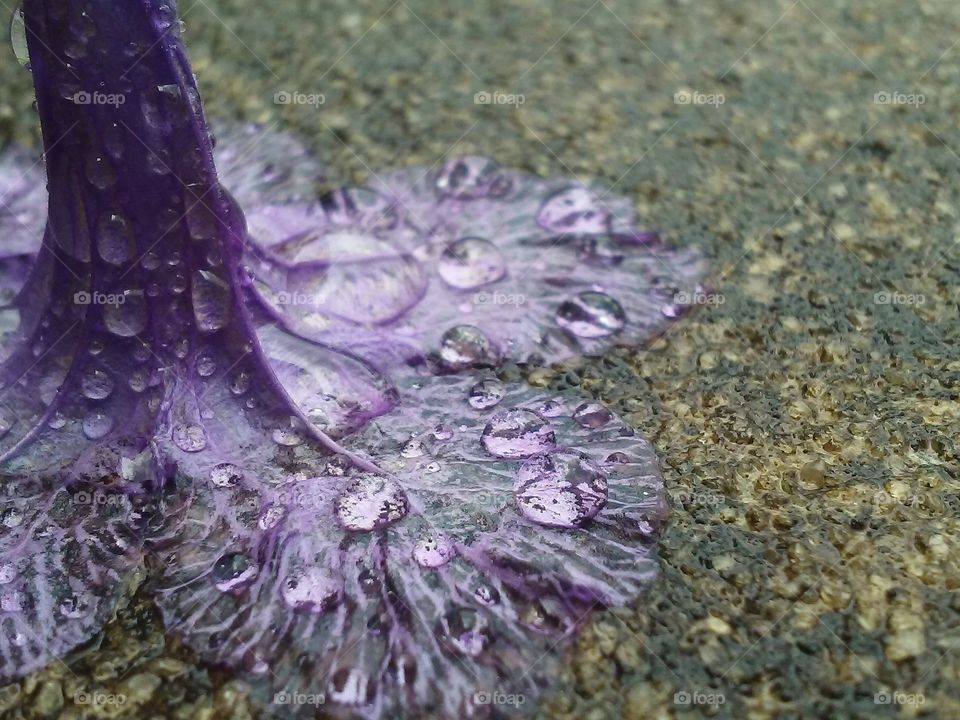 Water drop on upside down flower