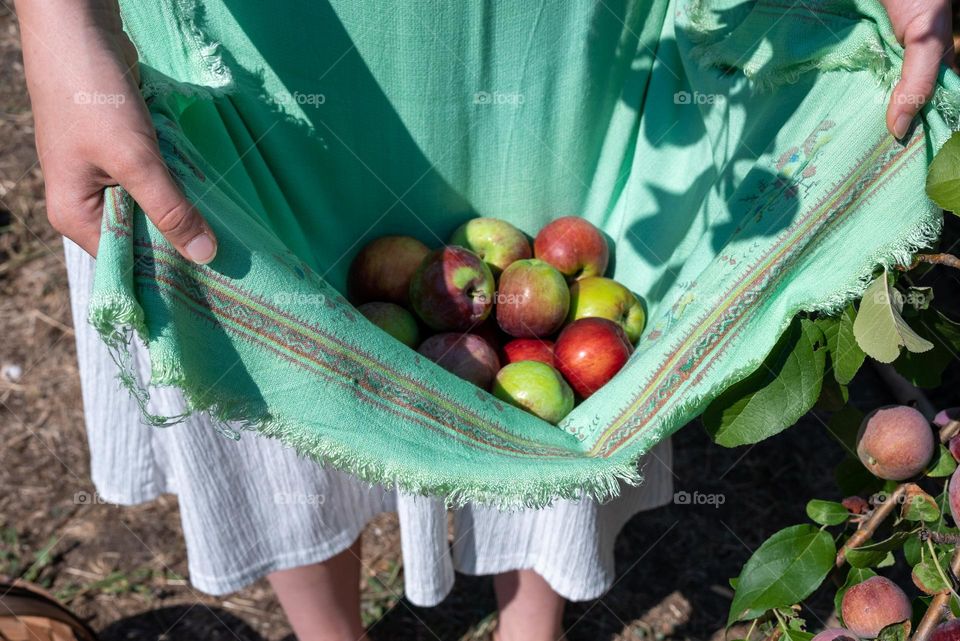 Complementary Colors, Red Apples on Green Background