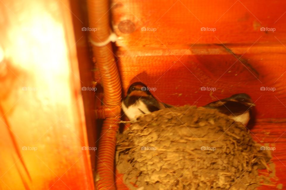 swallow's Nest