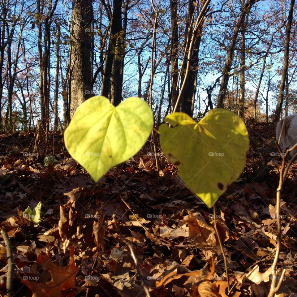 Hearts in forest