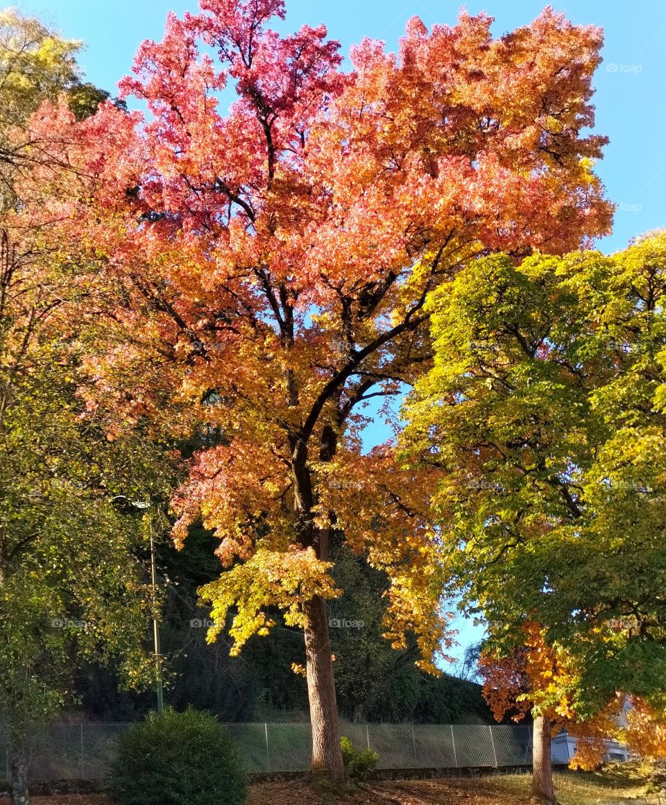 lumières d'automne