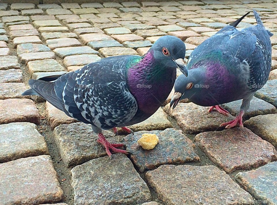 Close-up of a pigeons