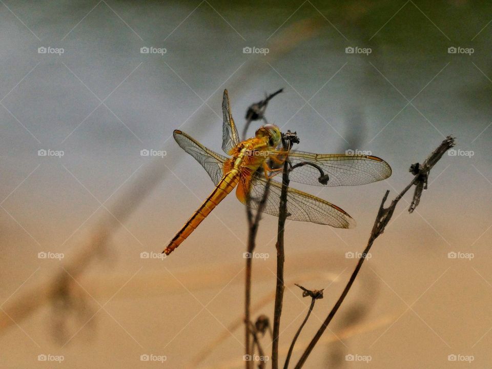 golden flyer